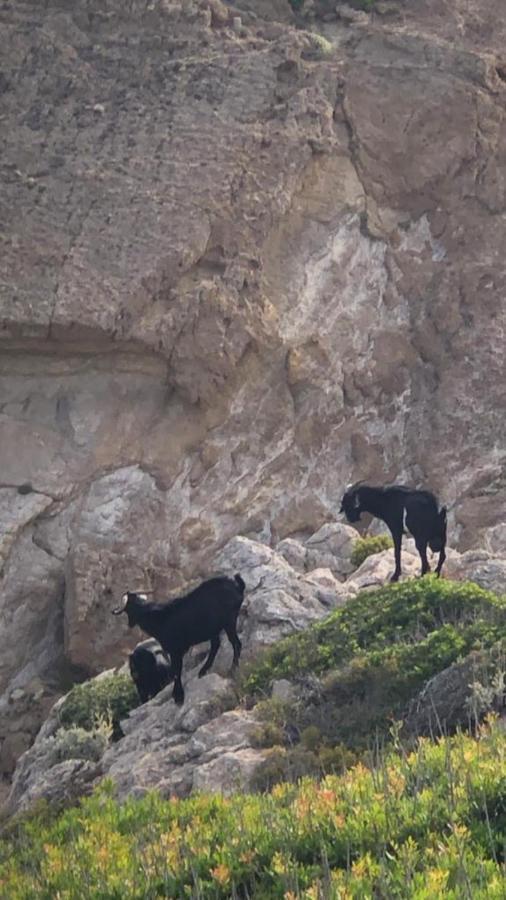 Апартаменти Castell Sol - Arenal Den Castell Ареналь-д'ен-Кастель Екстер'єр фото